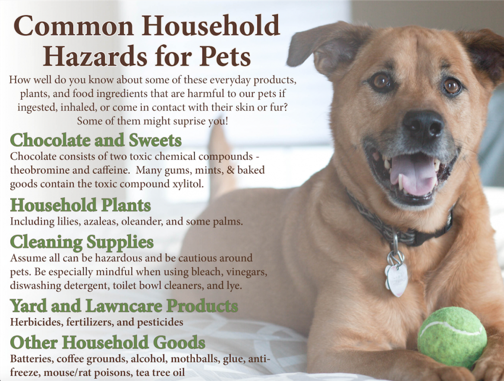 Pet Health Hazards