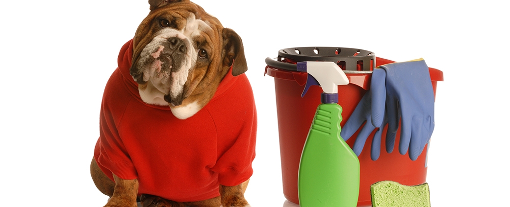 Cleaning Health Hazards for Pets